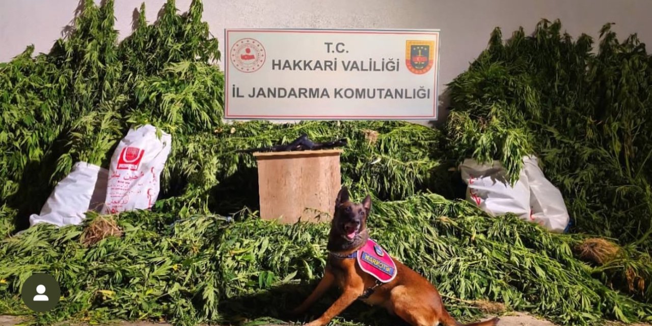 630 kök kenevir ve 61 kilo esrar ele geçirildi