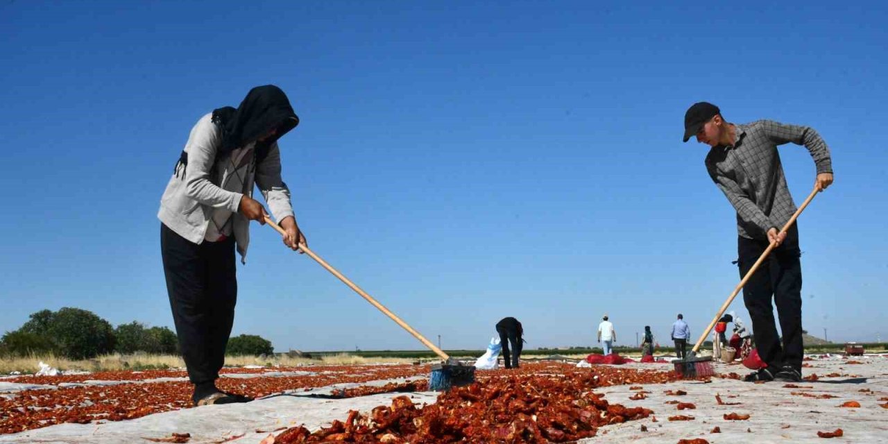 Siverek’te yetiştirilen kuru domatesler dünyaya ulaşıyor