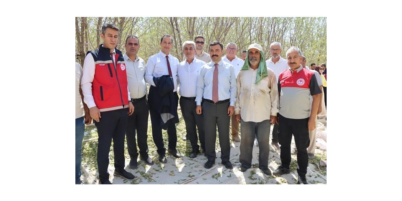 Adıyaman’da badem hasadı yapıldı