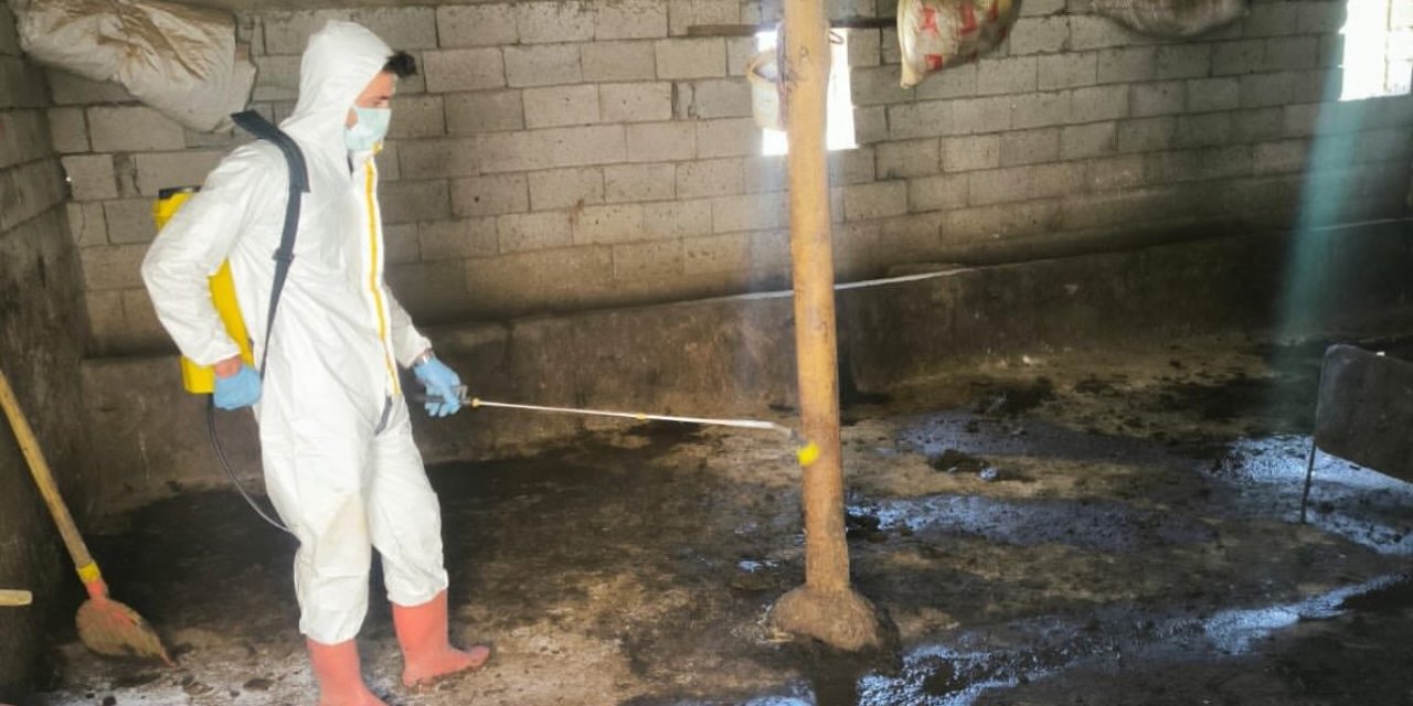 Yüksekova’da hayvan aşılama ve dezenfeksiyon çalışmaları sürüyor