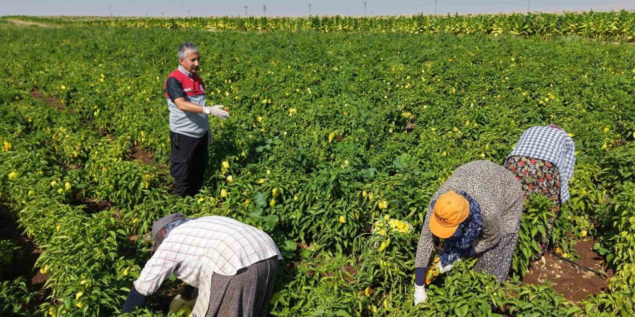 Adıyaman’da biber hasadı