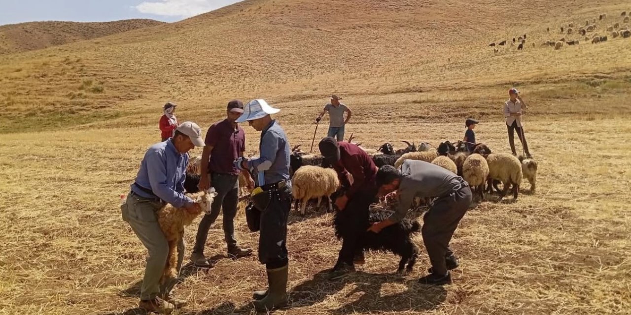 Yüksekova’da hayvan aşılama ve kimliklendirme çalışması sürüyor