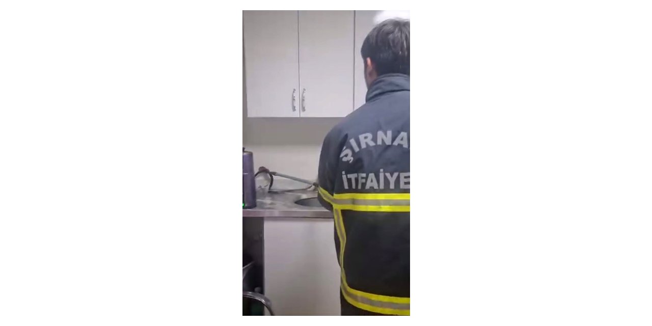 Şırnak’ta  yılan paniği