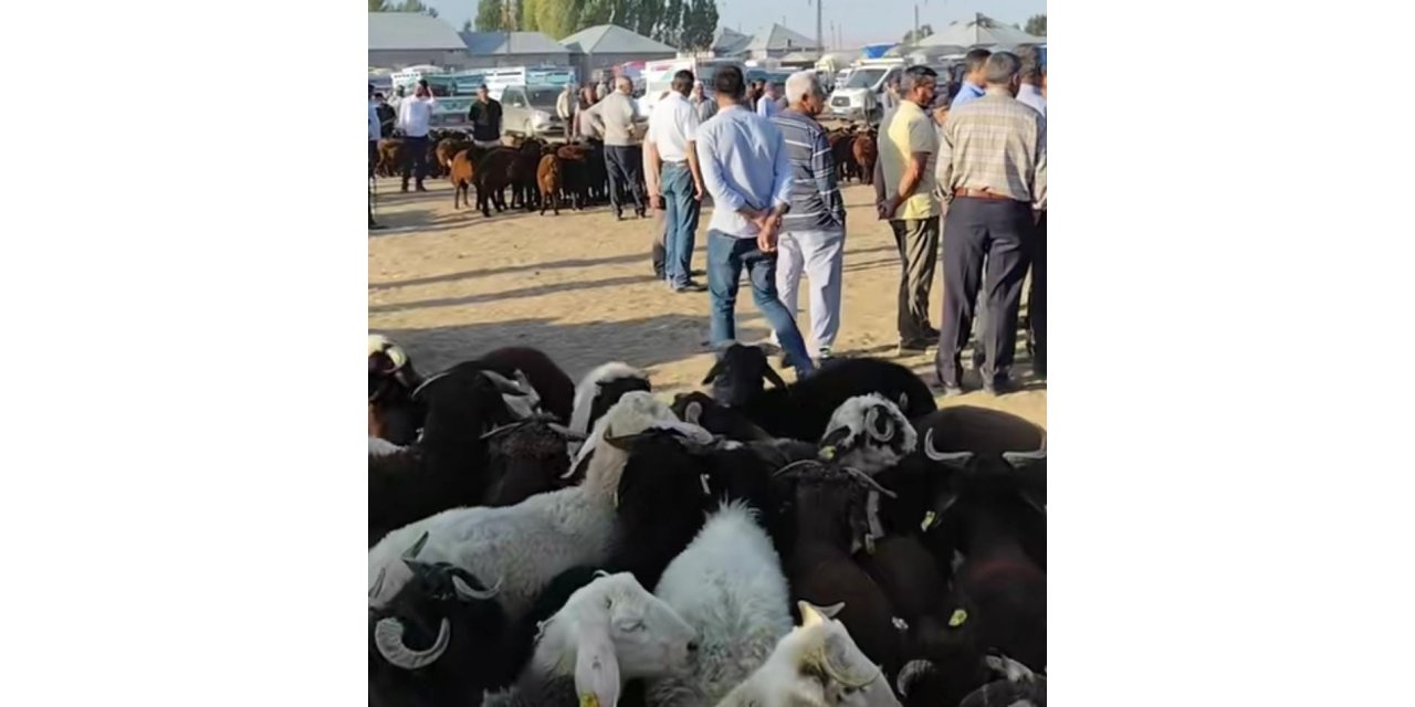 Ağrı Patnos’ta hayvan pazarı yeniden açıldı