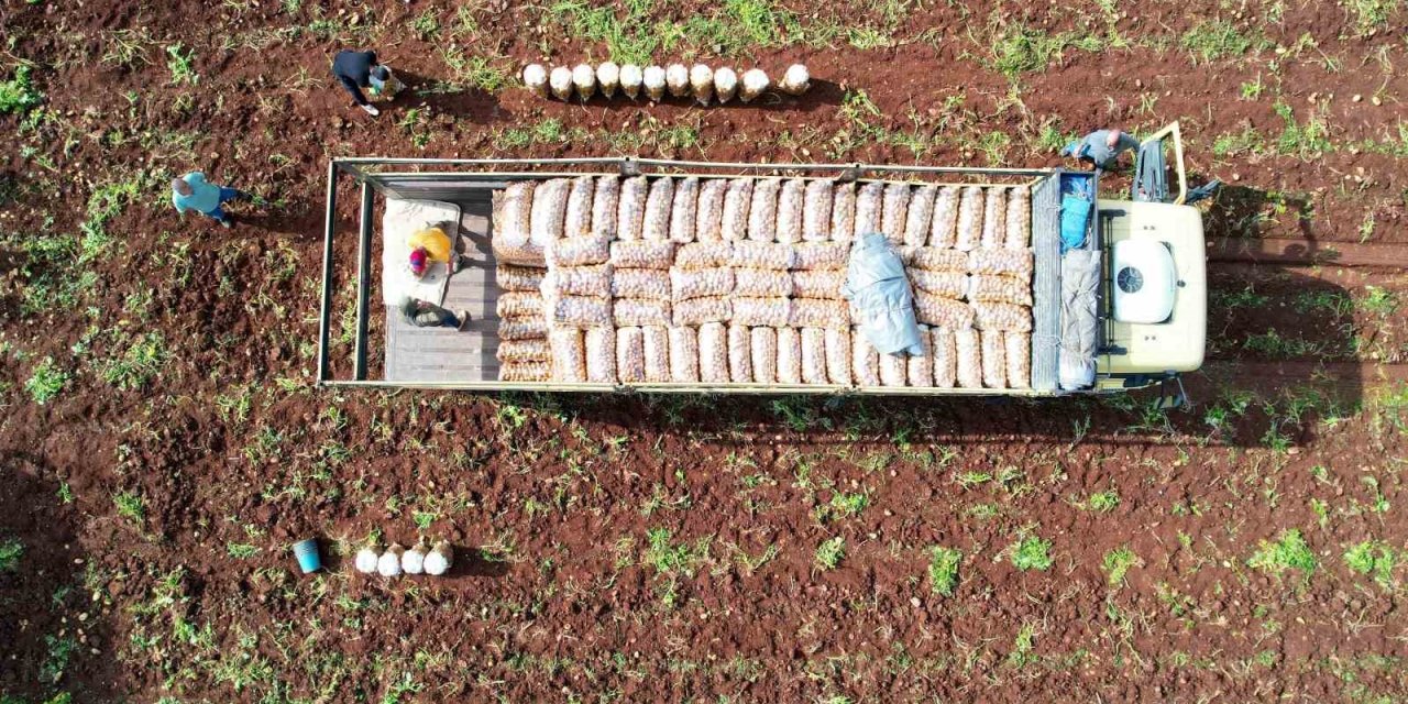 Erzincan'da Ağustosta en çok ucuzlayan ürün patates oldu