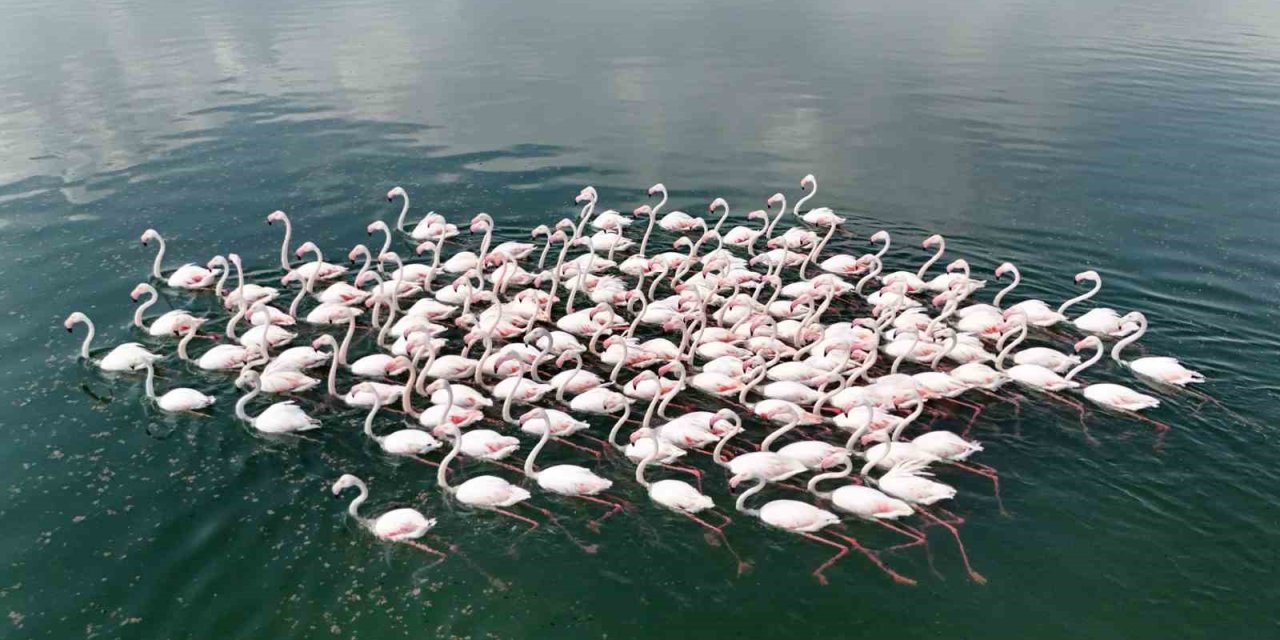 Flamingoların Van Gölü kıyılarında renkli dansı
