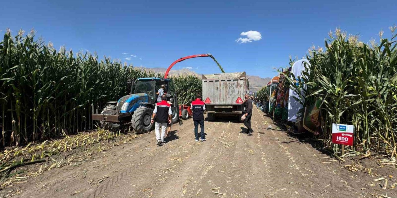 Erzincan’da silajlık mısırın hasadı devam ediyor