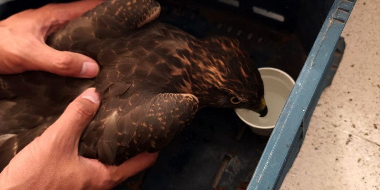 Erzincan'da yaralı şahin jandarma ekiplerince bulundu