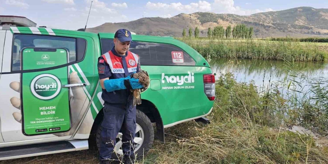 Muş’ta yaralı bulunan kartal koruma altında
