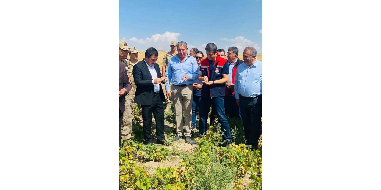 Patnos’ta fasulye hasadı