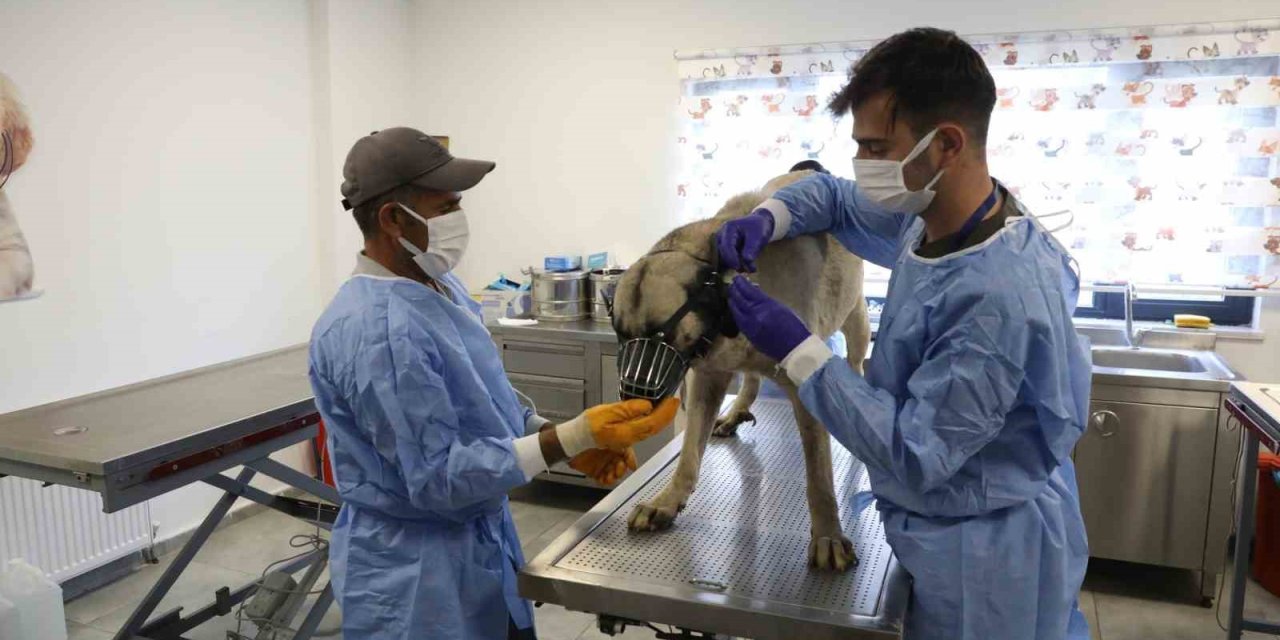 Diyarbakır'da uyuz tanısı konulan 50 köpek tedavi altına alındı