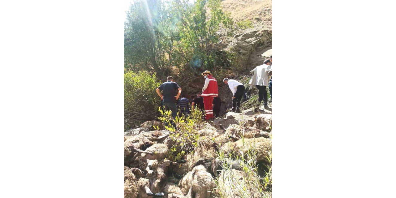 Van’da 334 koyun uçurumdan düşerek telef oldu