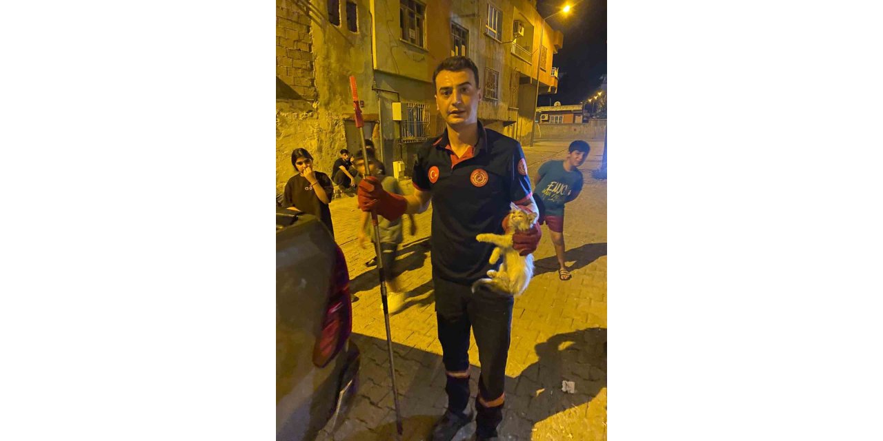 Batman’da pano içinde mahsur kalan kediler kurtarıldı