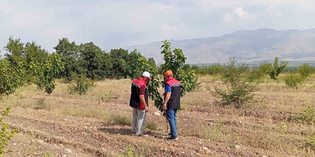 Konakbaşı köyündeki dut bahçesinde hastalık ve zararlı kontrolleri gerçekleştirildi