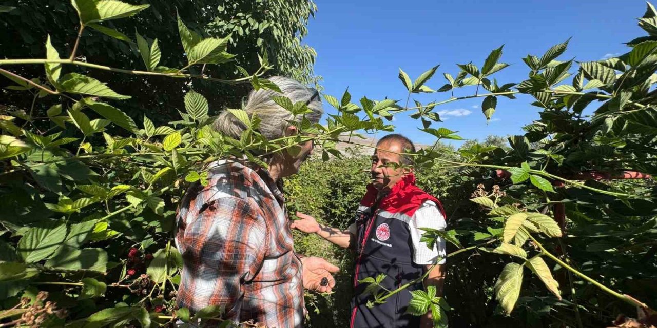 Büyük Çakırman köyündeki böğürtlen üretimi incelendi