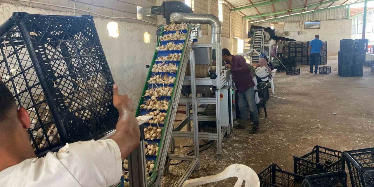 Gaziantep'te Arabanlı sarımsak çiftçisi, Ata tohumu tesisi kurdu