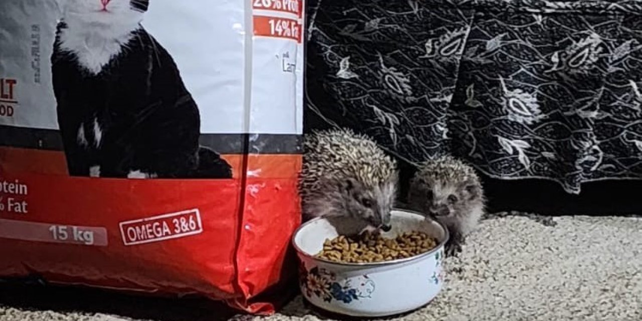 Elazığ'da kirpi ailesi kedilere bırakılan mamaya ortak oldu