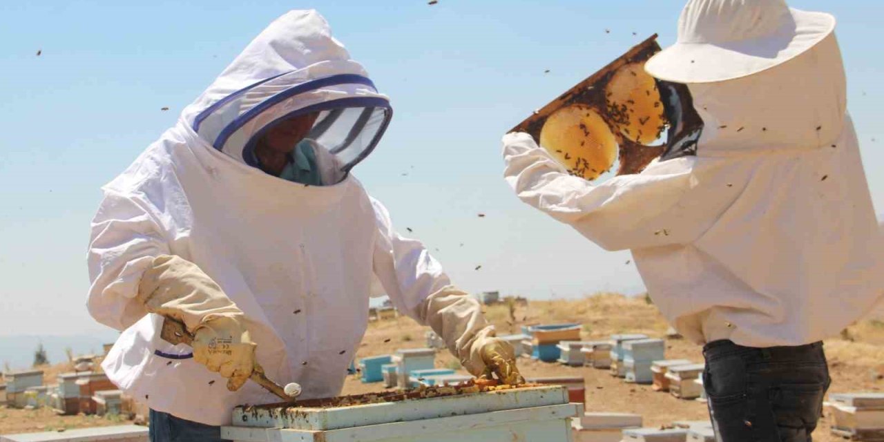 Erzincan’da arıcıların bal hasadı