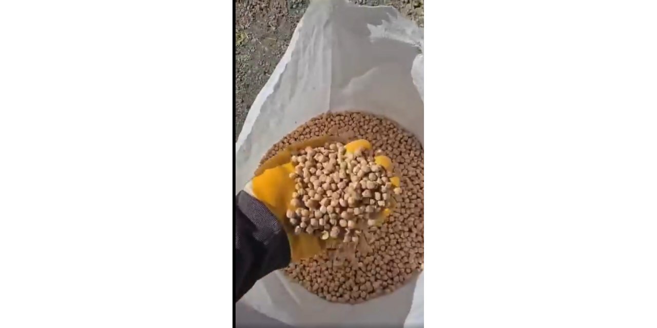 Kars’ta nohut hasadı