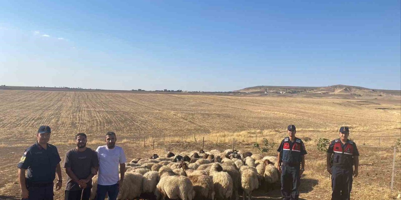 Batman’da kayıp sürü bulundu