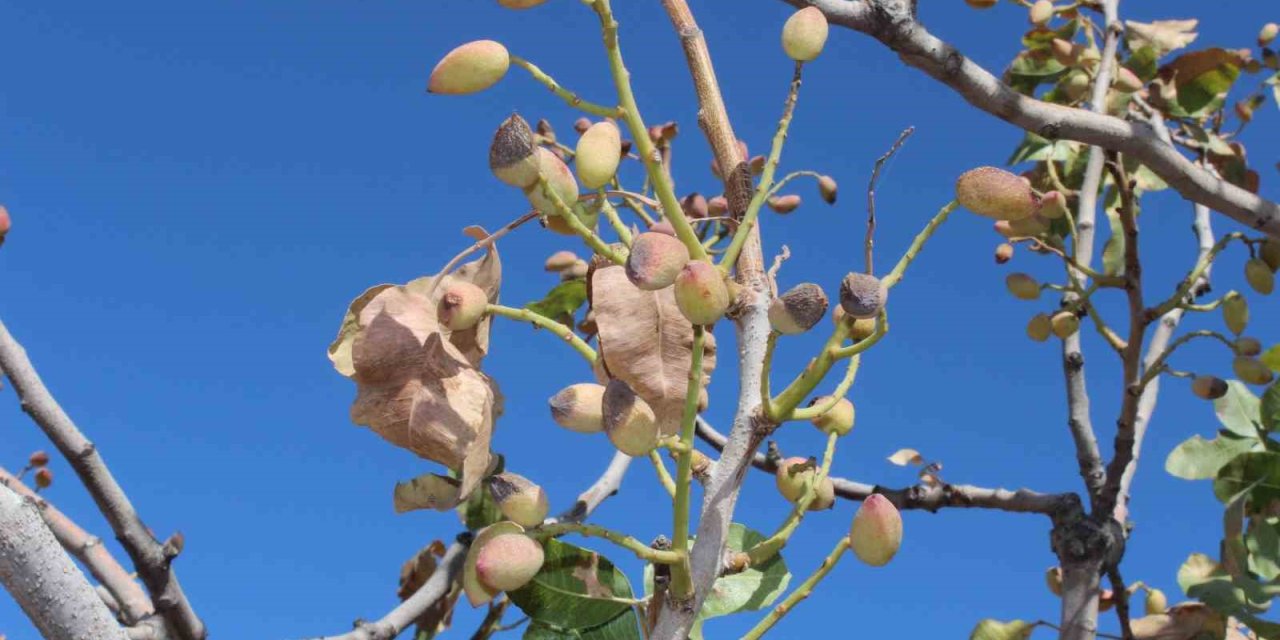 Siirt fıstığında rekolte düştü