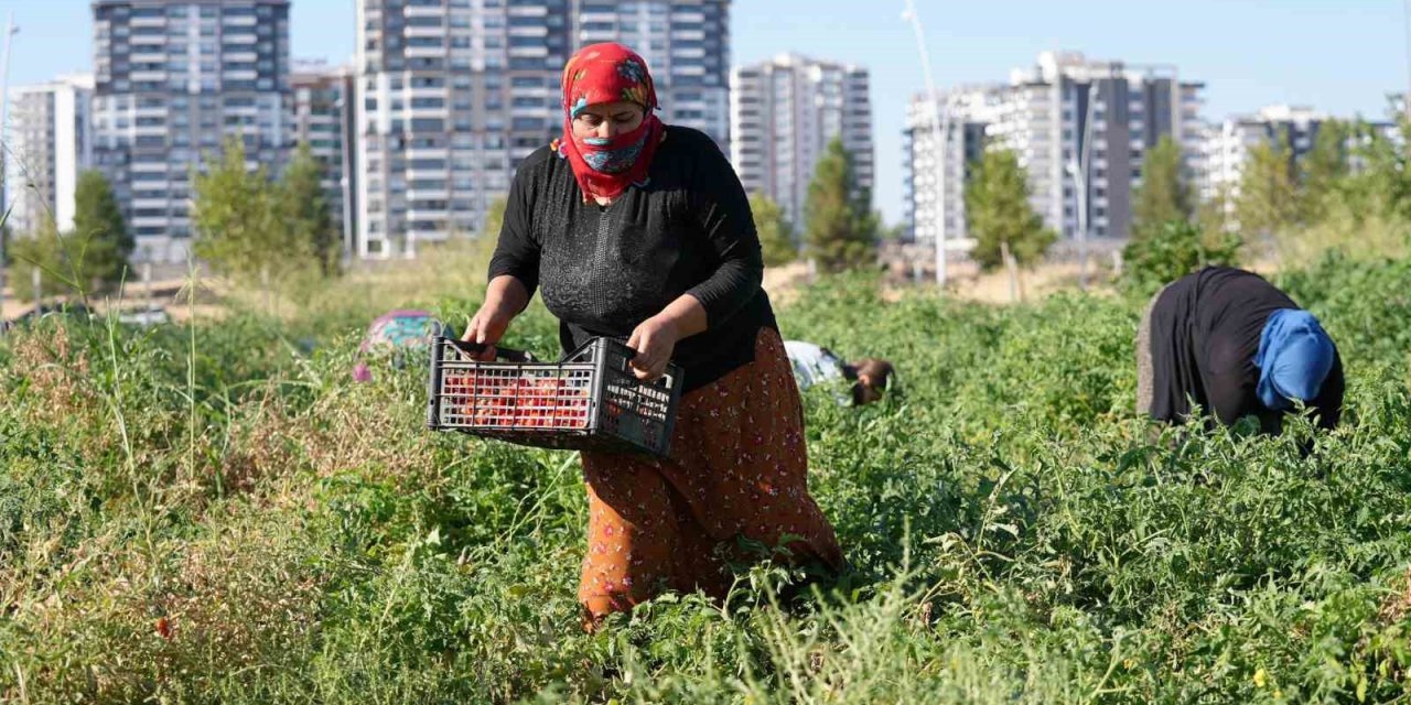 Diyarbakır'da yerel tohumlu bostanda hasat başladı