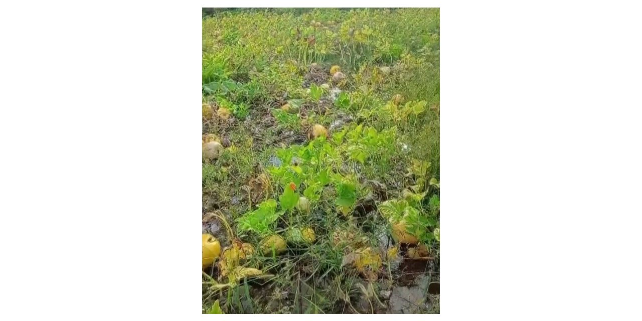 Erzincan'da 1 yıllık emeği heba olan çiftçi isyan etti