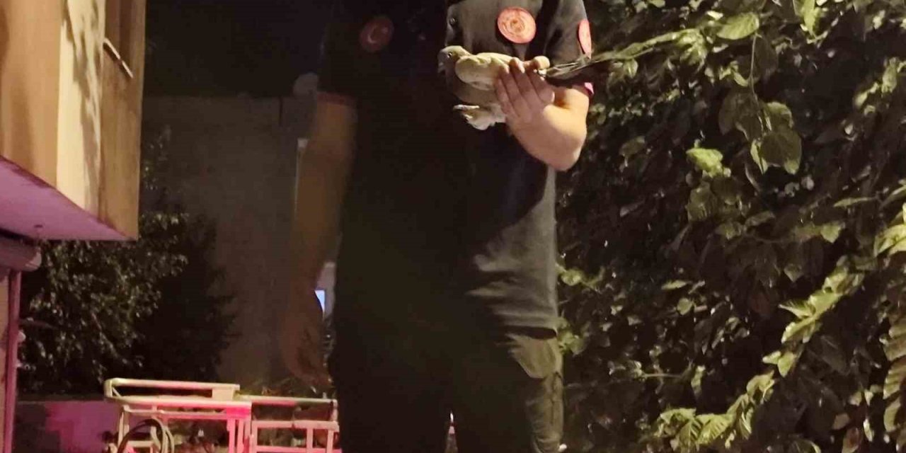 Batman’da ağaçta asılı kalan güvercin  kurtarıldı