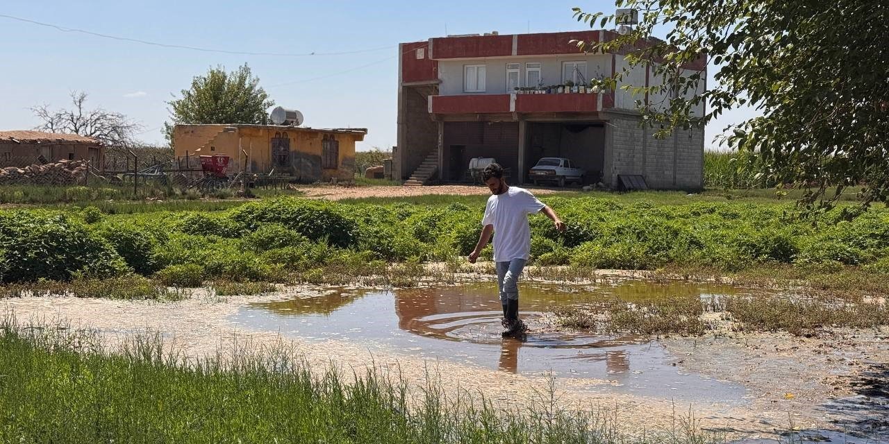 Şanlıurfa’da yükselen taban suyu ev ve tarlaları vurdu