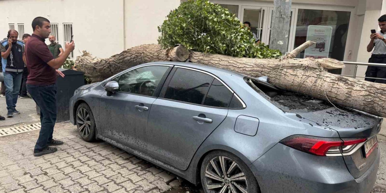 Ağrı'da ağaç devrildi araç hasar gördü