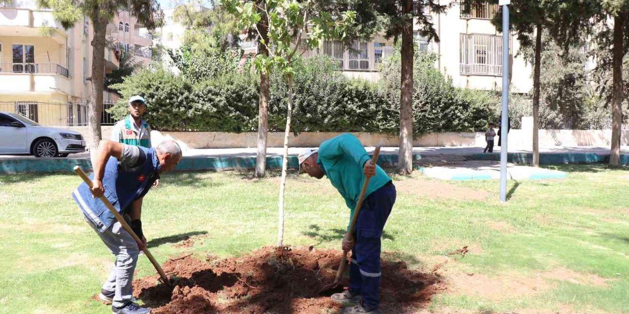 Haliliye’de ağaçlandırma seferberliği