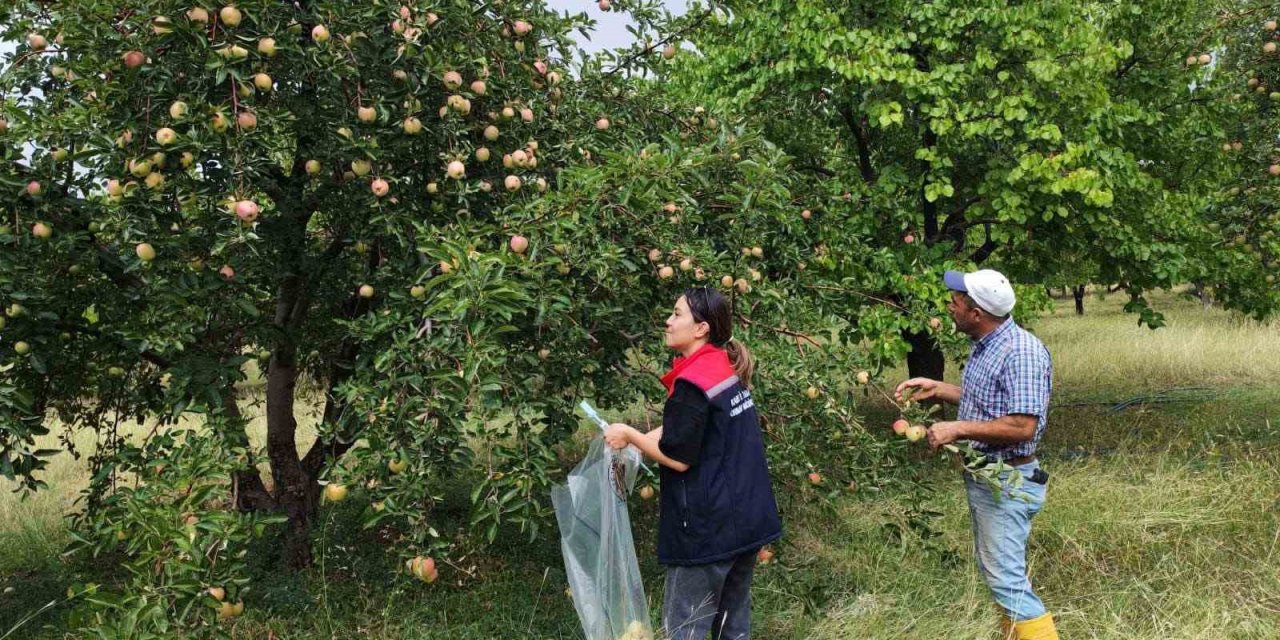 Kağızman’da elma bahçelerinde denetim