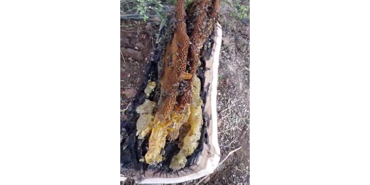Mağara ve ağaç kovuğundan kilo kilo organik bal çıktı
