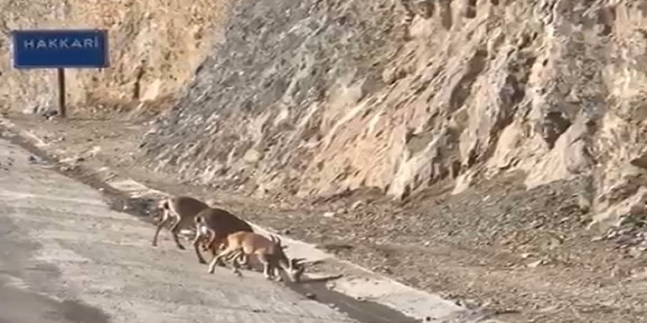 Hakkari’de dağ keçileri su içerken görüntülendi
