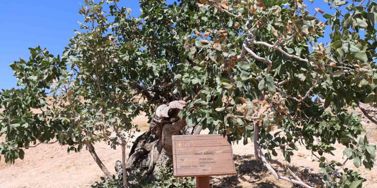 Fıstık ağaçları kuruma tehlikesi yaşıyor