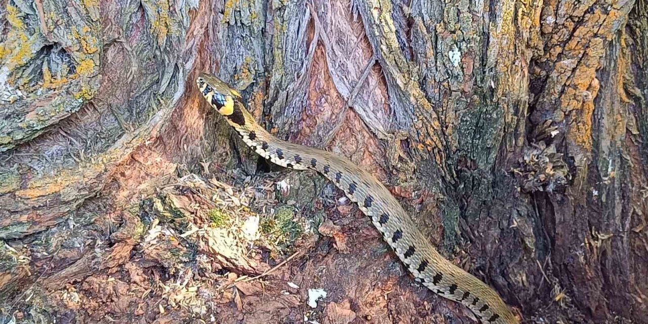 Küpeli su yılanı Tercan’da görüldü