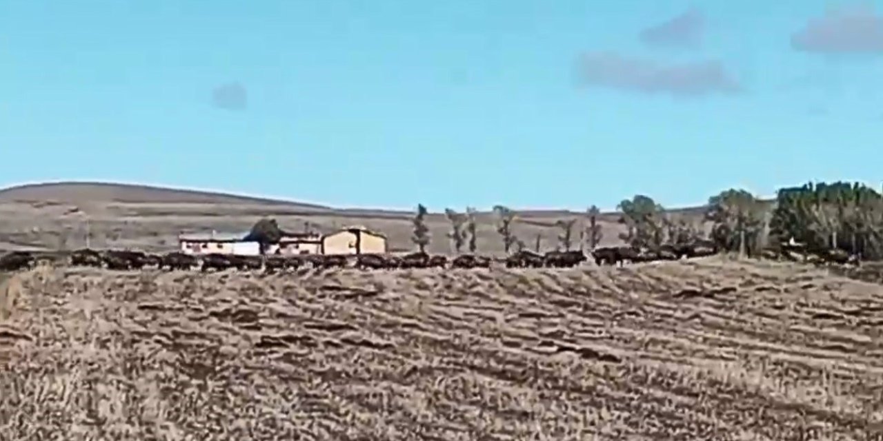 Kars’ta mısır tarlaları domuz sürüsünün istilasına uğradı