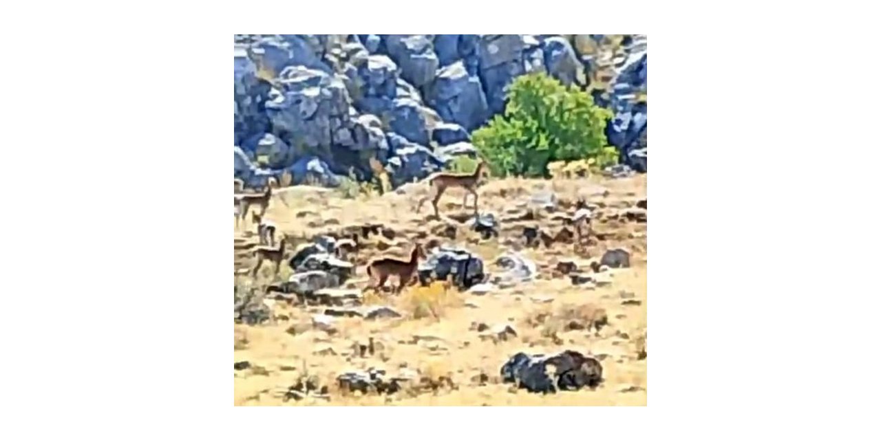 Malatya’da yaban keçileri görüntülendi