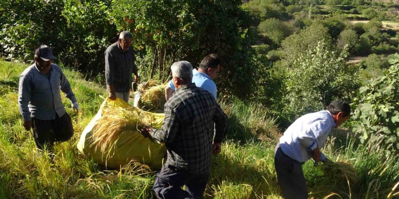 Gercüş'te asırlardır orakla pirinç hasadı yapılıyor