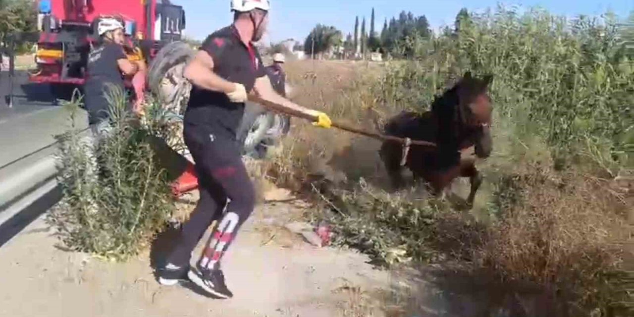 Şanlıurfa'nın Haliliye ilçesinde tahliye kanalına düşen at kurtarıldı