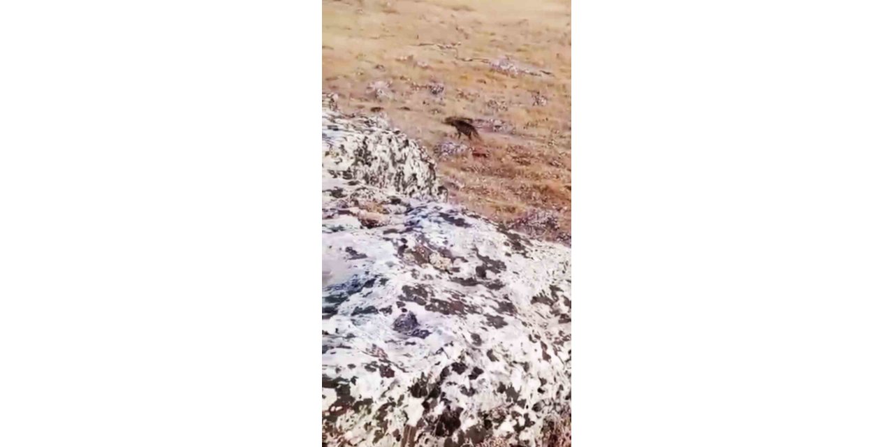 Şanlıurfa'da nesli tükenme tehlikesi altında olan çizgili sırtlan görüldü