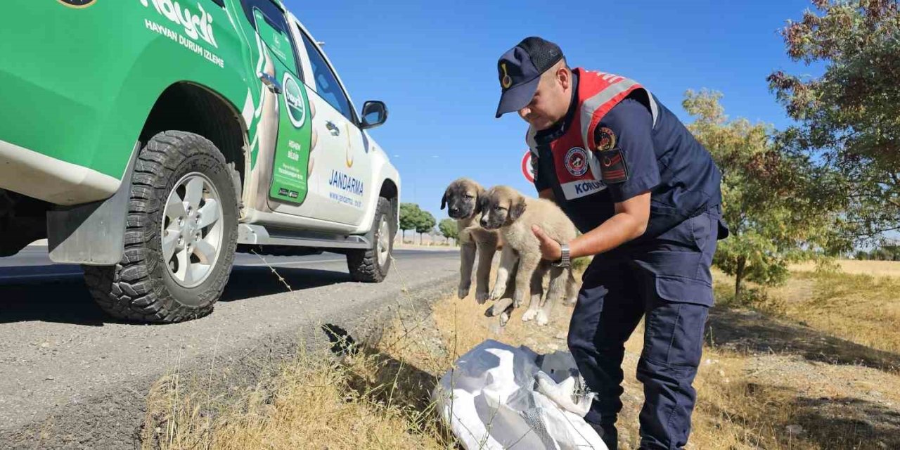 Muş’ta çuval içerisinde yavru köpekler bulundu