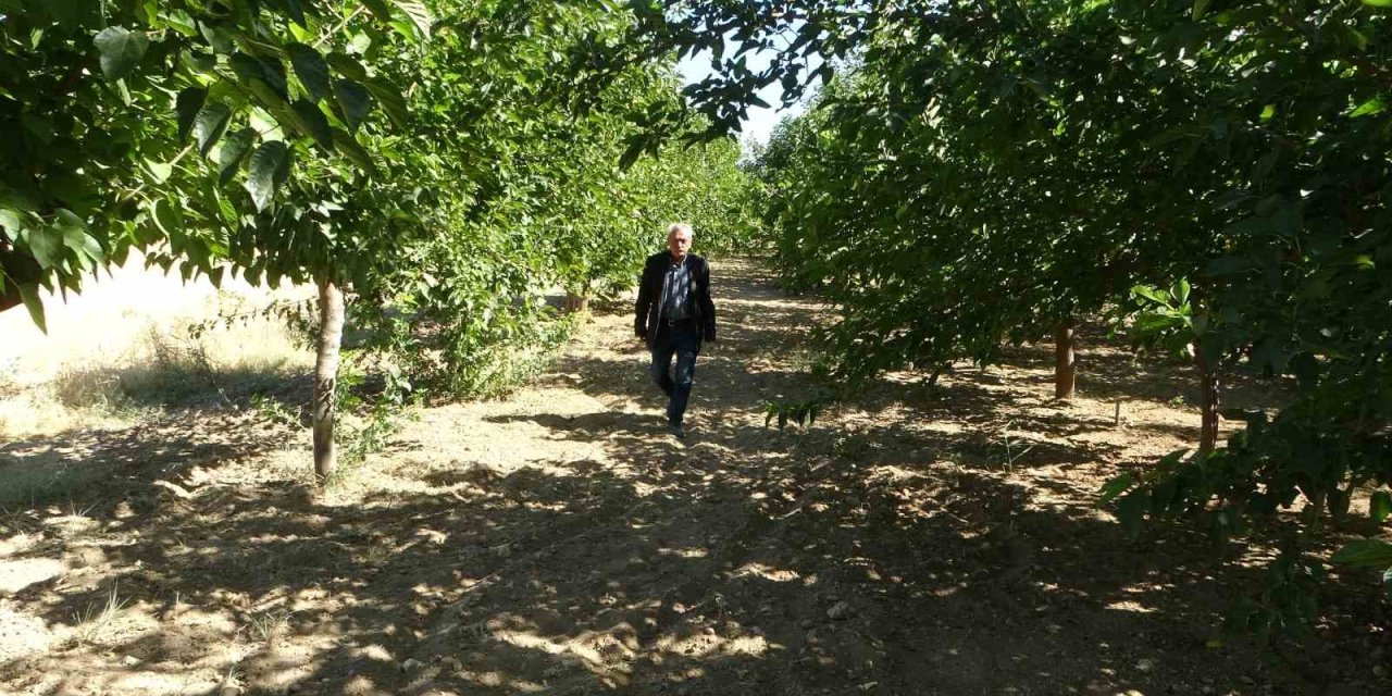 Malatya'da kayısıya alternatif olarak yetiştirilen karadut yüz güldürüyor