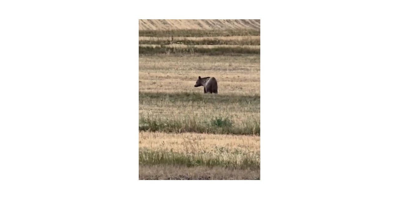 Ardahan’da boz ayı tarlada görüldü