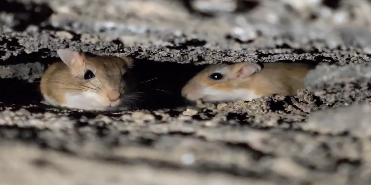 Tatvan’da nesli tehdit altındaki Arap tavşanları görüldü
