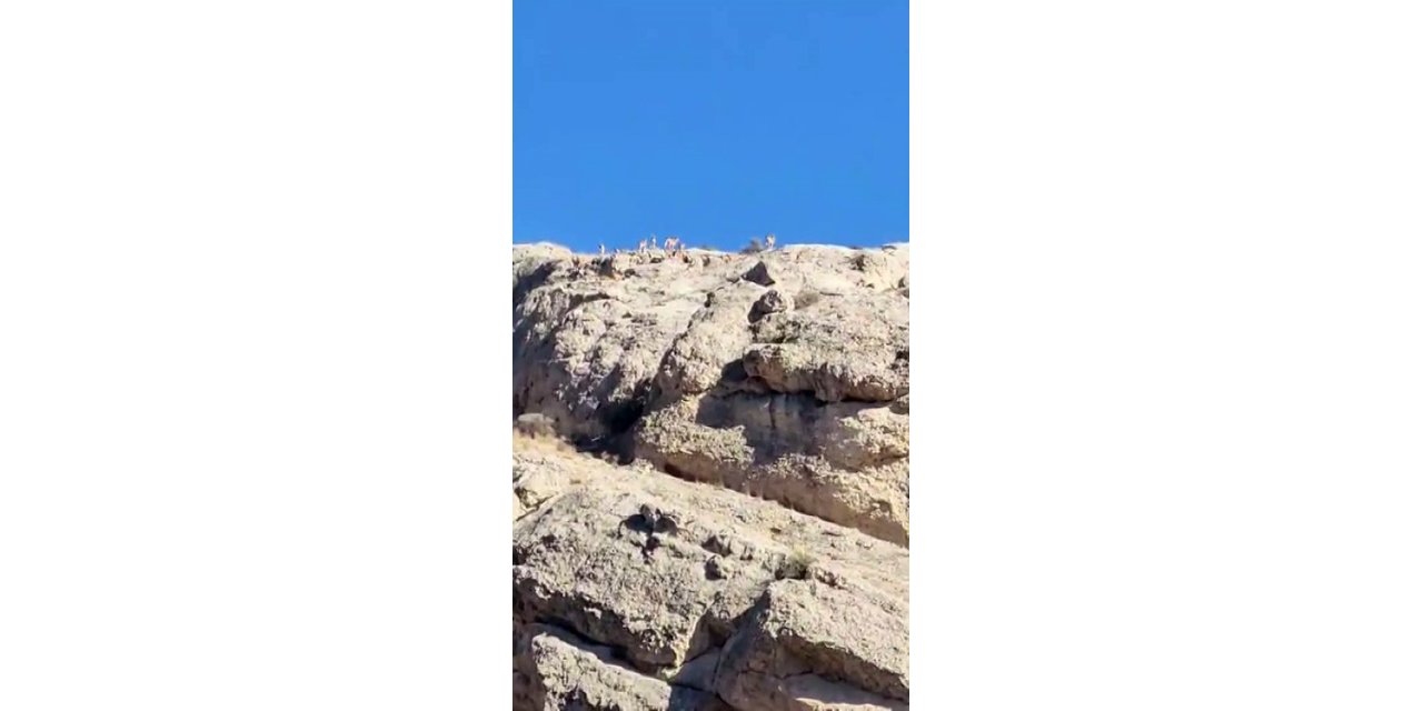 Malatya’da dağlık alanda yaban keçisi sürüsü görüldü