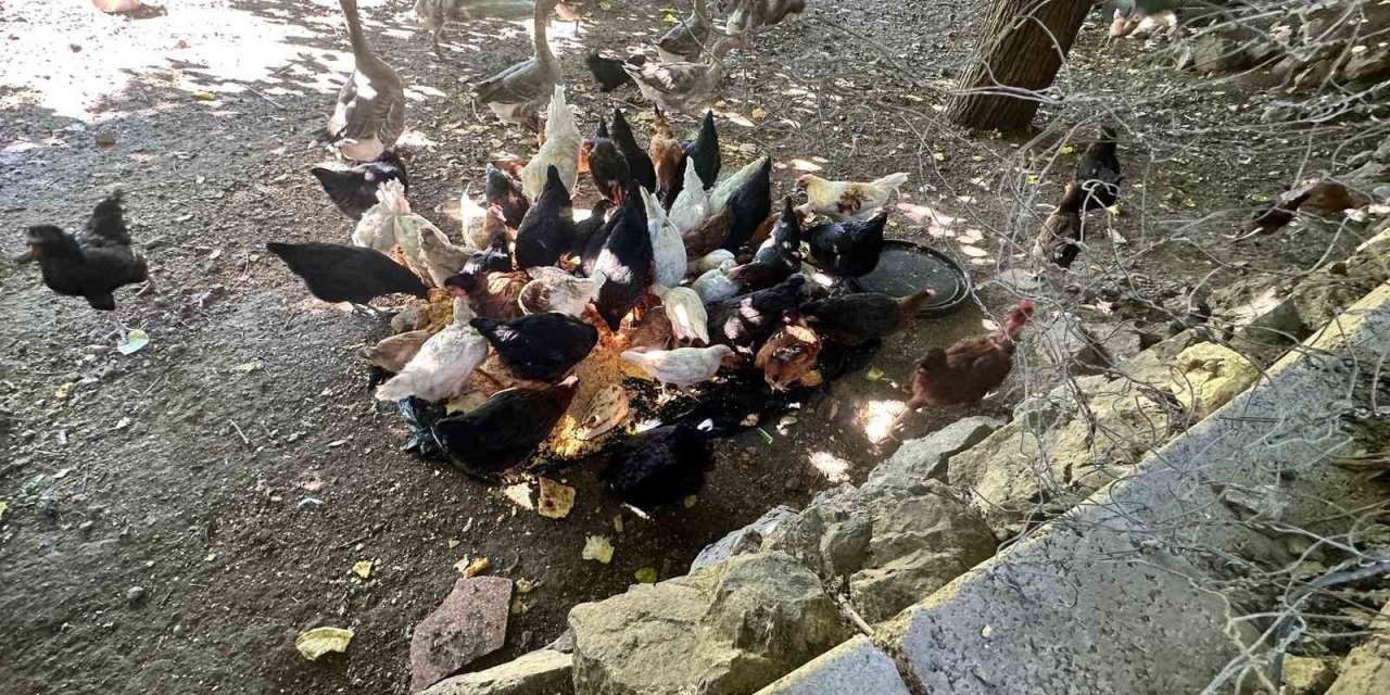 Elazığ'da tilkiler kümeslere dadandı