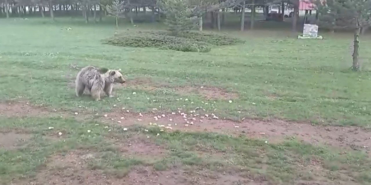 Erzincan'da ayıyı ekmekle doyurdular