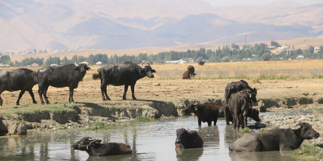 Yüksekova'da manda yetiştiriciliği yeniden geçim kaynağı oldu