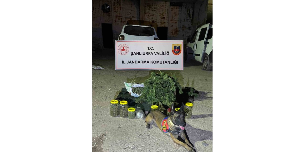Şanlıurfa’da 13 kilo 600 gram skunk yakalandı